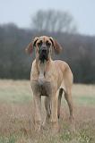 DOGUE ALLEMAND 754